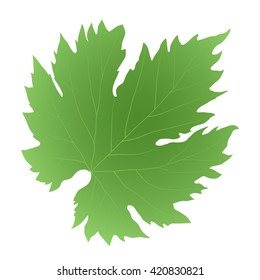 green leaf grape isolated on a white background