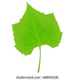 Green leaf of grapes on a white background.