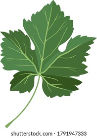 Green leaf of grapevine isolated on white background