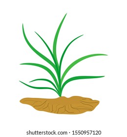 Green leaf grass with white background vector