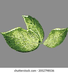 Hoja verde con fondo gris aislado , hojas , hoja digital 