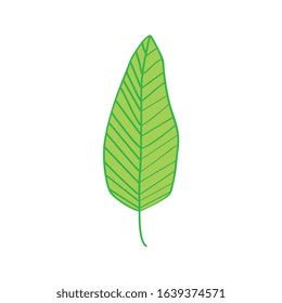 green leaf hand drawn isolated over white background. vector illustration
