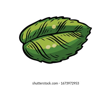 Green leaf. Hand drawn green leaf  vector illustration isolated on white background.