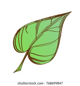 Green leaf. Hand drawn vector illustration isolated on white background.