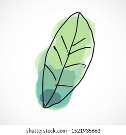 Green leaf hand drawn watercolor style fruit set paint ink sketch illustration simple art paint easy to change colors vector