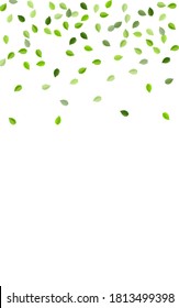 Green Leaf Herbal Vector Branch. Realistic Greens Template. Swamp Foliage Nature Brochure. Leaves Motion Plant.
