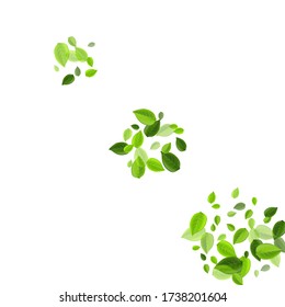 Green Leaf Herbal Vector Wallpaper. Nature Leaves Border. Lime Foliage Falling Brochure. Greens Flying Template.