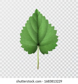 Green leaf of hop on transparent isolated background.3D. Close up. Element for design. Vector realistic illustration.