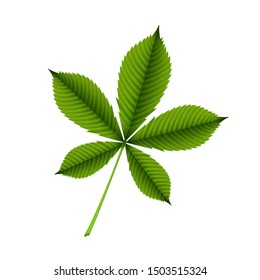 Green leaf of horse chestnut tree on a white background. Vector svg