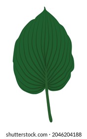 Green Leaf Of The Host (hosta,Hosta Plantaginea) Plant Plantain Logo Icon