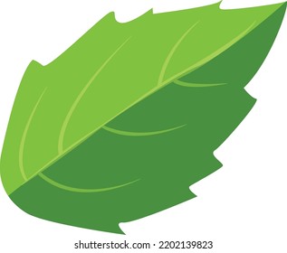 Green Leaf Icon. Cartoon Basil. Cooking Herb