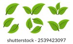 Green leaf icon in flat style, on white background. leaf icon set. nature icon, leaf vector illustration.