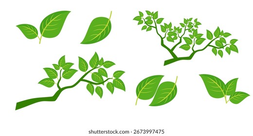 Grünes Blattsymbol im flachen Stil auf weißem Hintergrund. Blatt-Symbolsatz. Natursymbol, Blatt-Vektorgrafik.
