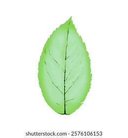 green leaf icon illustration without background