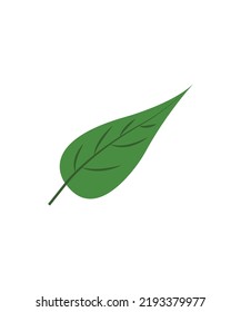 Green-Blatt-Symbol einzeln auf weißem Hintergrund.