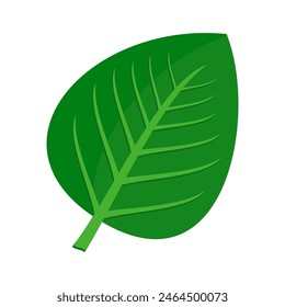 Green leaf icon. Leaf icon on white background. Collection of leaf illustrations. Element design for natural, eco-friendly, recycling bio labels.