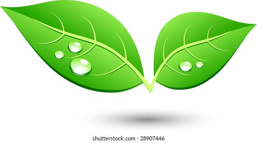 Green leaf icon. Vector illustration.