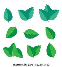 green leaf icons. Mint leaves vector logo