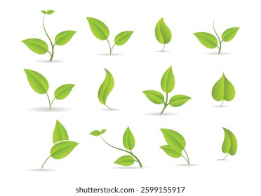Green leaf icons set. Leaves icon on isolated background. Collection green leaf. Elements design for natural, eco, vegan, bio labels. Vector illustration