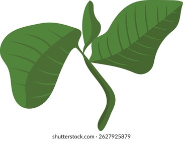 green leaf illustration for indoor plant