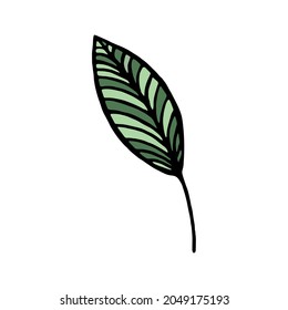 Ilustración de hoja verde aislada en fondo blanco.  Diseño plano. Obtenido a mano. Hoja verde vectorial.