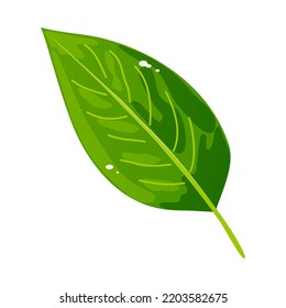 Ilustración de hoja verde. Laurel o hoja de té. Foliage de una planta, árbol, arbusto. Vector.