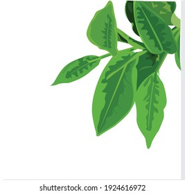 Green leaf illustration. Nature illustration vector item.