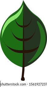 Green leaf, illustration, vector on white background.