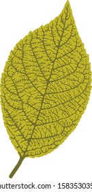 Green leaf isolated detailed vector illustration.