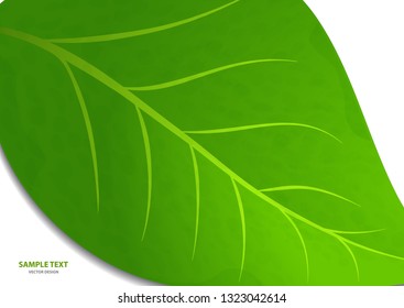 Green leaf isolated on white background. Morning dew, fresh spring foliage. Vector illustration.