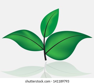 Green leaf isolated on white