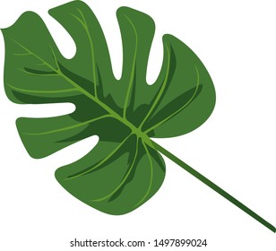 green leaf isolated on white for decoration indoor and outdoor studio background