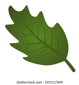 green leaf isolated on white background. hand drawn style. eps 10