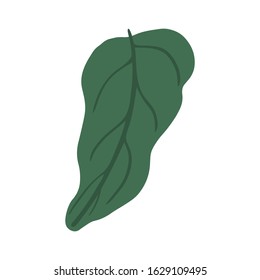 Green leaf isolated on white background. Simple vector illustration