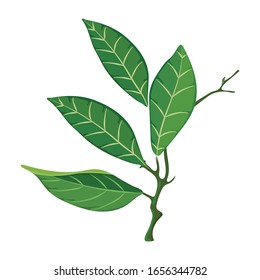 Green leaf isolated on white background, leaf vector design art and illustration
