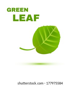 Green Leaf isolated on white background.Vector