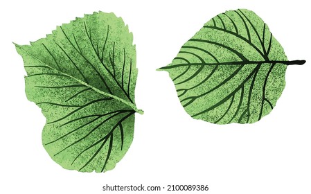 Hoja verde aislada en fondo blanco. Ilustración vectorial.