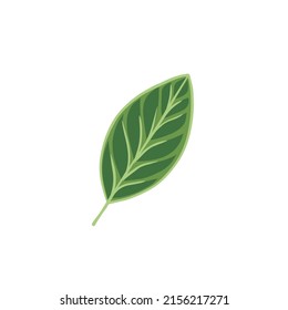 Green leaf isolated on white. Vector illustration