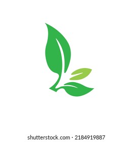 green leaf isolated on white background