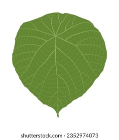 Green leaf isolated on white background, Green leaves of tropical Green Monstera leaf isolated on white background,
