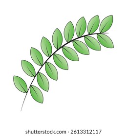 green leaf isolated on a white background