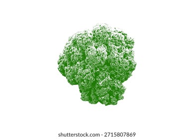 green leaf isolated on white background, green vegetable cabbage