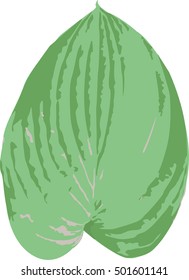 green leaf isolated on white background. Vector format. 