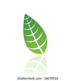 Green leaf isolated on white
