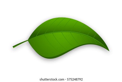 Green leaf isolated on a white background. Vector illustration.
