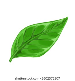 green leaf isolated without background