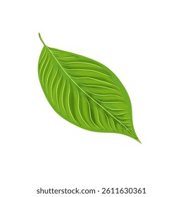 green leaf isolated without background