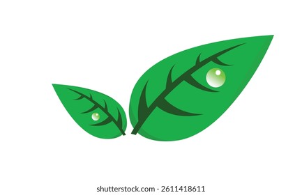 Green leaf leaves with water drop plants vector illustration design