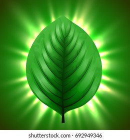 Green leaf with light beams. Eco nature background concept. Vector illustration