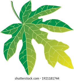 Green leaf for logo, illustration or background.  Vector illustration for papaya leaf